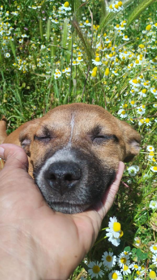 UMA SPLENDIDA DOLCE CUCCIOLA CERCA CASA  Foto 3